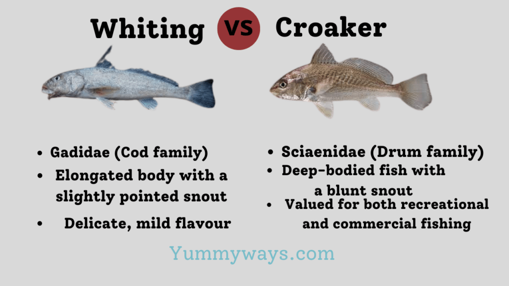 Whiting vs Croaker
