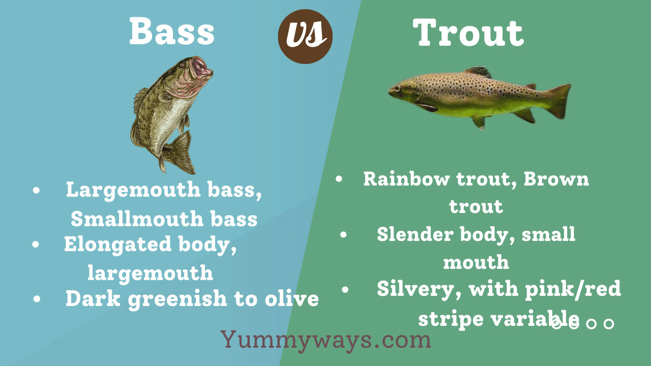 Bass vs Trout