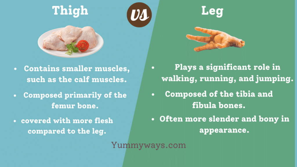 Thigh vs Leg