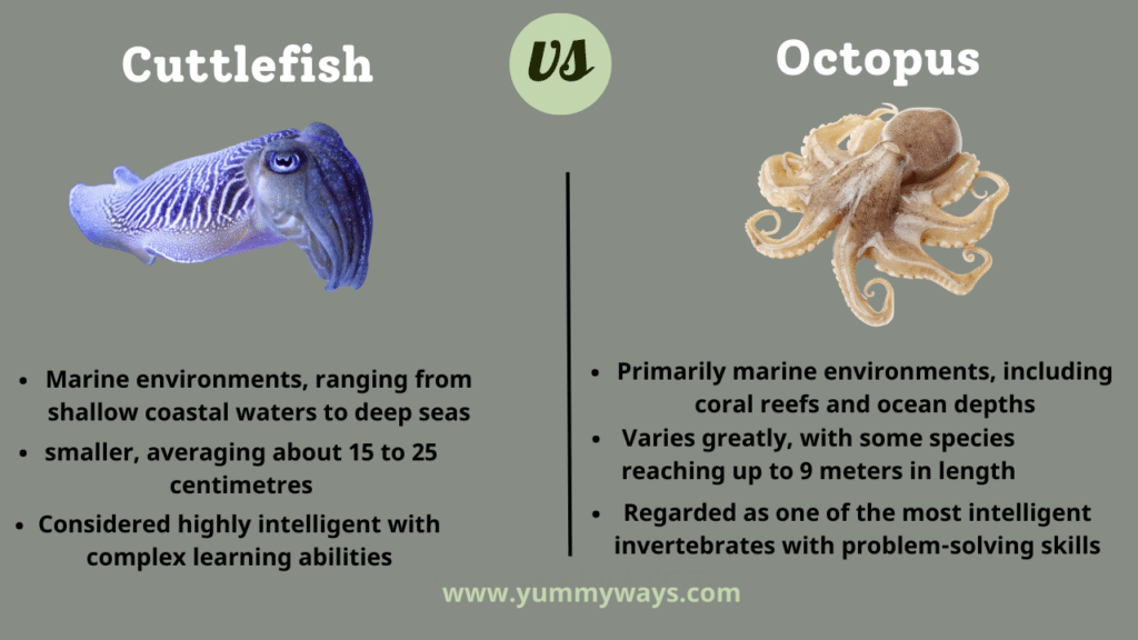 Cuttlefish vs Octopus