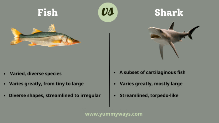 Fish vs Shark
