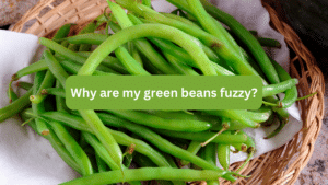 Why are my green beans fuzzy