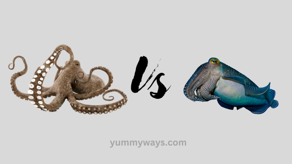 Octopus vs Cuttlefish